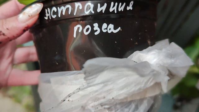 РАСПАКОВКА МНОГОЛЕТНИКОВ ОТ СВЕТЛАНЫ,, УЮТНЫЙ ДОМ,, Г. ? смотреть онлайн