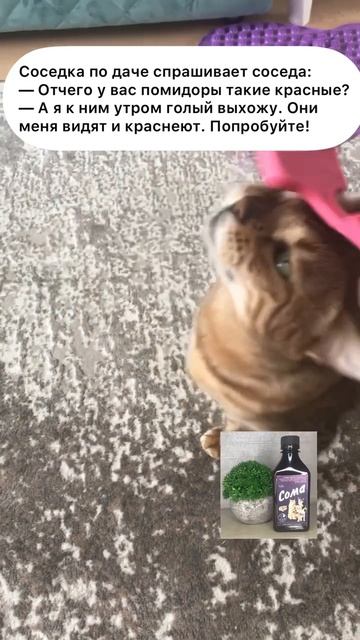 Соседка по даче. #анекдототкожаного смотреть онлайн