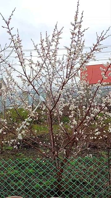 89507492179 продажа саженцев абрикосов в Башкирии, отправл? смотреть онлайн