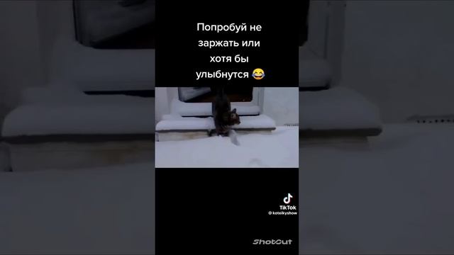 Привет всем! Будет прикол над кошками #1 смотреть онлайн