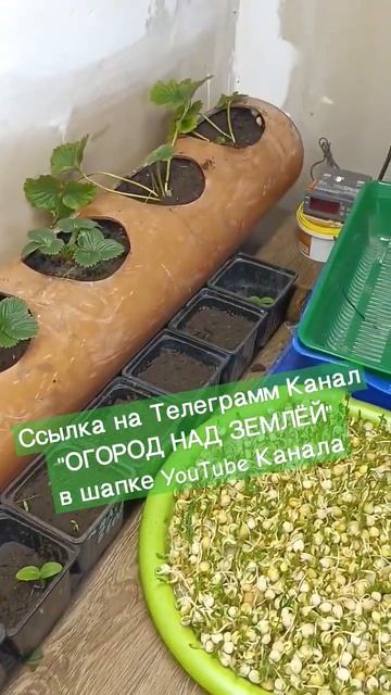 ЗИМНИЙ ОГОРОД ПОД ФИТОСВЕТОМ. ССЫЛКА на Телеграмм Ка? смотреть онлайн