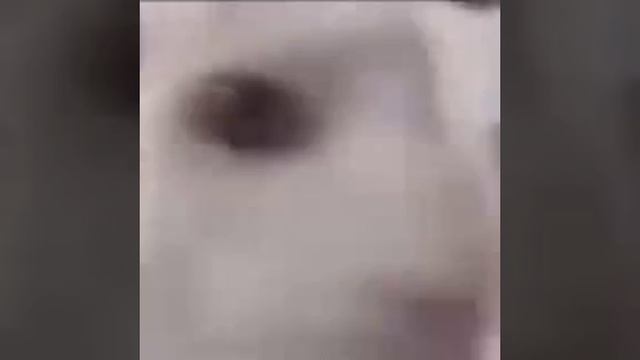 VID-20250430-WA0011.mp4