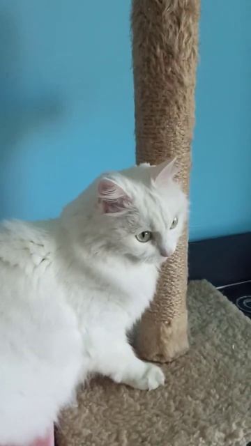 кіт точить нігті 3 смотреть онлайн