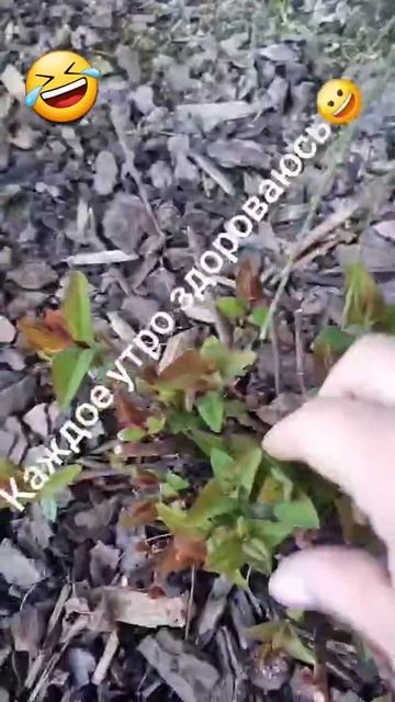 ДАЧНИКИ ПОЙМУТ!!🤣🤣 #spiritamix #shorts #дача #short #nature смотреть онлайн