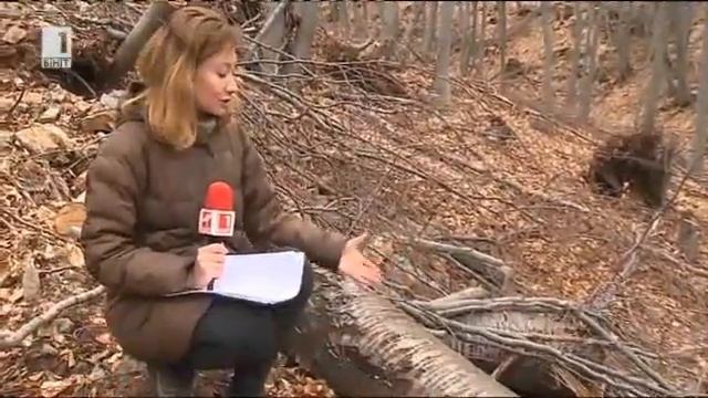 БНТ1: Незаконна сеч на Витоша засегна вековни гори