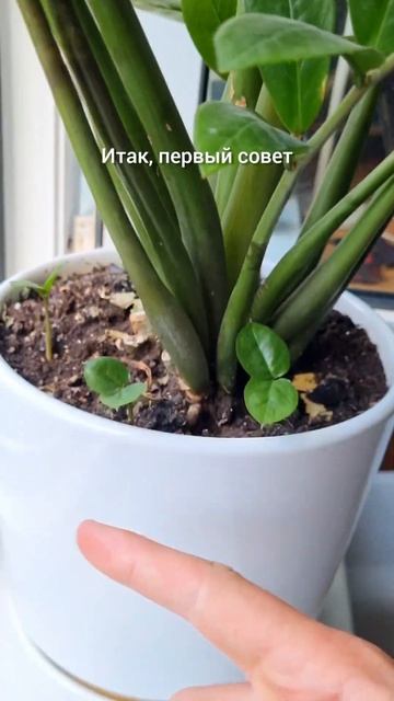 ЗАМИОКУЛЬКАС НАЧНЁТ РАСТИ - Просто используй 3 совета! смотреть онлайн