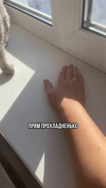 Рассада на подоконнике #органическоеудобрение #расса? смотреть онлайн