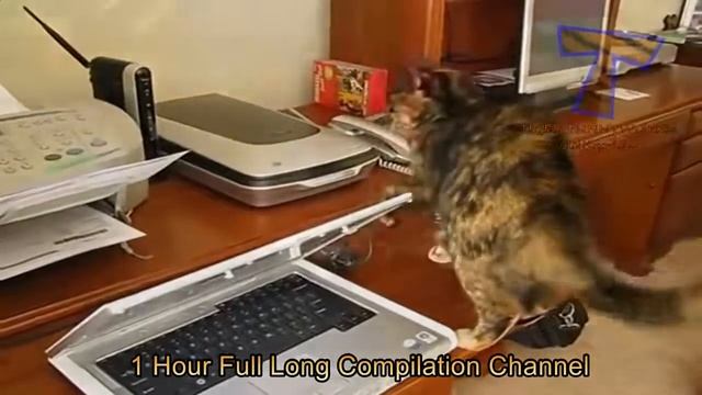 Приколы с котами до слез. смотреть онлайн