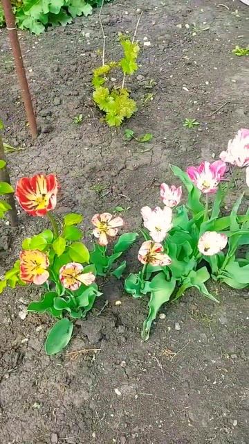 Мамины цветы #деревня #цветы #огород #тюльпаны #рек #отп смотреть онлайн