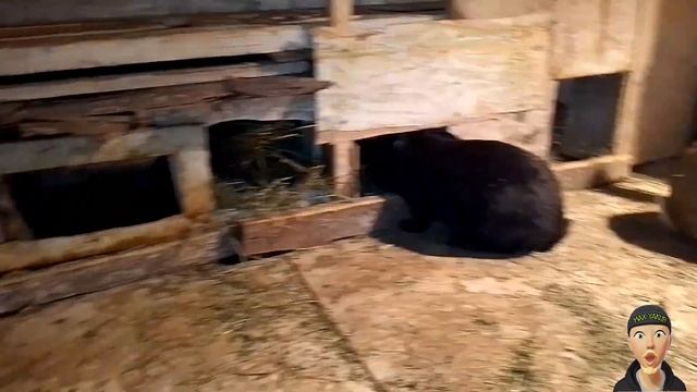 КРОЛИКИ В САРАЕ. САРАЙНОЕ СОДЕРЖАНИЕ КРОЛИКОВ. ОКРОЛЫ смотреть онлайн