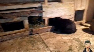 КРОЛИКИ В САРАЕ. САРАЙНОЕ СОДЕРЖАНИЕ КРОЛИКОВ. ОКРОЛЫ