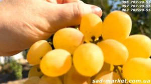 Рататуй - виноград для осени, советы, обзор в октябре