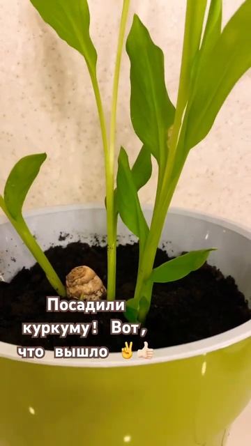 Куркума 😍👌🏼 Посадили куркуму 🫶🏻 смотреть онлайн