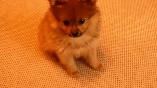 Милый щенок померанского шпица