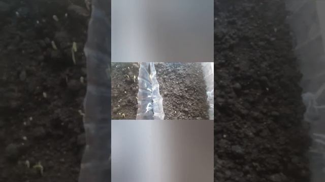 Рассада взошла/сроки всходов/ прятки с сыном смотреть онлайн