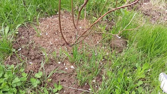 Подкормка голубики. Лучшее удобрение для голубики смотреть онлайн