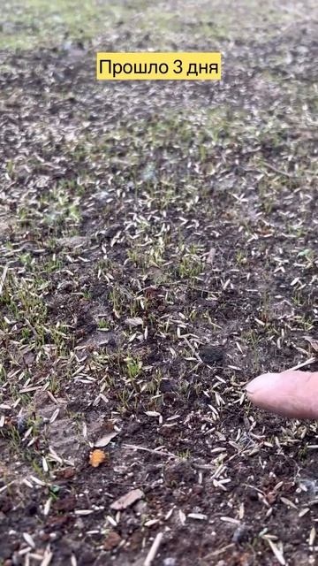 Сеем травку. #свойдом #газон #траваудома #благоустройс? смотреть онлайн
