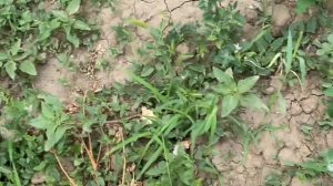 Весенняя посадка Малины ремонтантная первый урожай 8 ?