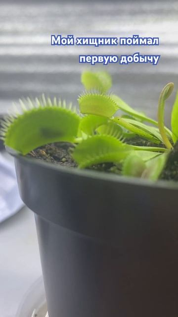 Венерина мухоловка. А вы знаете основные правила уход?