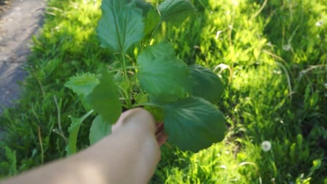 Посадка АСТР в открытый ГРУНТ, как и когда пересаживат