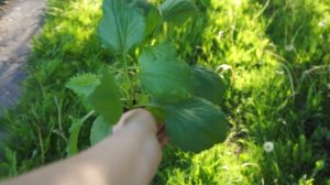 Посадка АСТР в открытый ГРУНТ, как и когда пересаживат