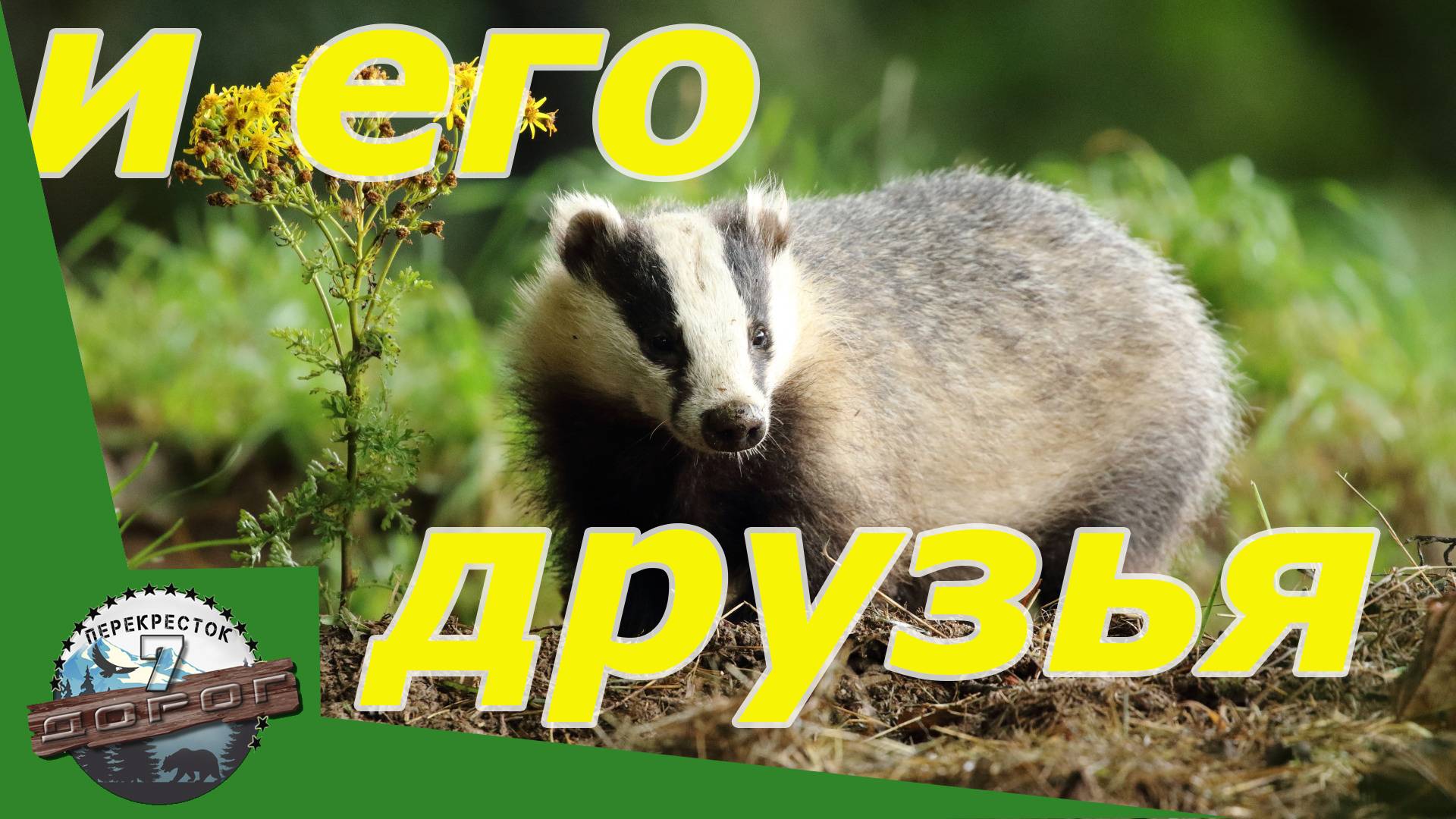 Загадочный мир барсука: Встреча с удивительными соседями в дикой п. Фотоловушка Bolyguard. смотреть онлайн