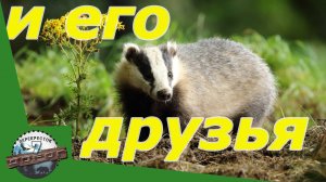 Загадочный мир барсука: Встреча с удивительными соседями в дикой п. Фотоловушка Bolyguard.