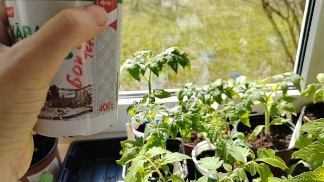 Томаты. В какую ёмкость сеять. смотреть онлайн