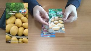 Как правильно прорастить семена картофеля перед поса?