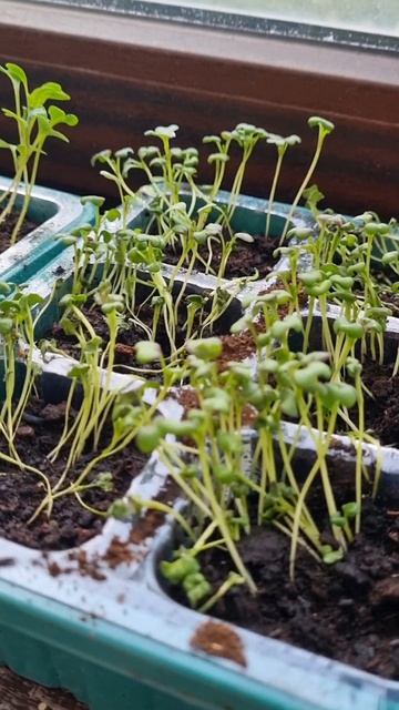 ОГОРОД и сад! Сегодня! Что делать!?🌼#сад #огород #Дача #? смотреть онлайн