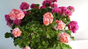 #61. Эрик Мулан - сорт пеларгонии