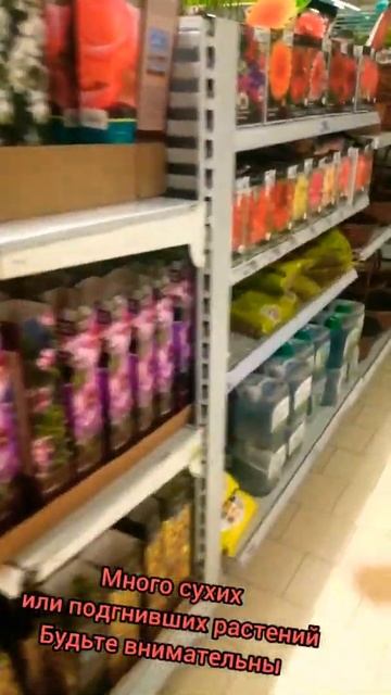 Ашан. Краткий обзор саженцев живых растений и ещё чуть смотреть онлайн