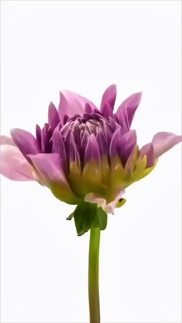 Слова который хочет услышать каждый. #ремонт#ремонткв? смотреть онлайн