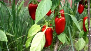 Нужно ли подсыпать землю в рассаду перцев? | toNature.Info