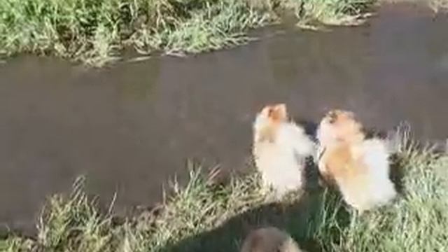 Шпиц Катя и вода