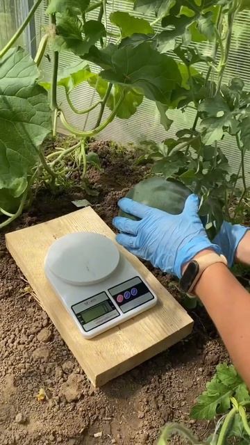 Взвешиваем арбузы #дача #арбузы#огород#арбузики#арбуз смотреть онлайн
