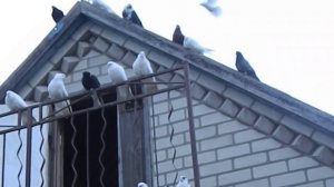 николаевские голуби Кулебовка г . Новомосковск