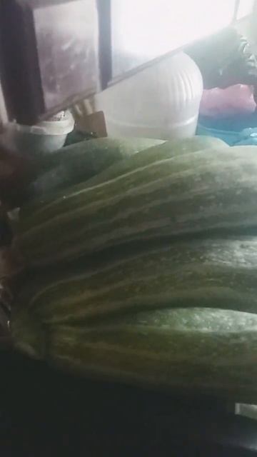 5 июля 2023 г. урожай кабачков с огорода смотреть онлайн