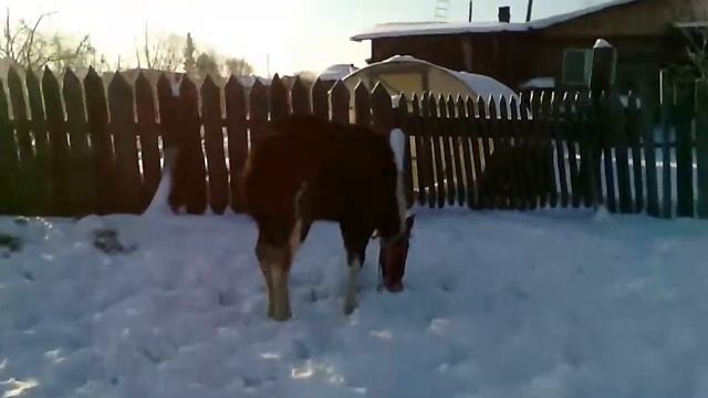 Видео клип , живой смотреть онлайн