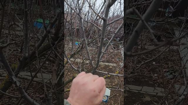 10 правил обрезки сливы часть 10 Данная формировка подх? смотреть онлайн