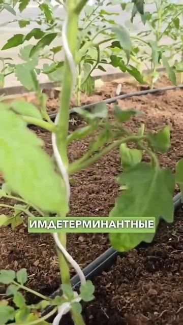 Нужно ли удалять пасынки у томатов?⤵️ читай описание смотреть онлайн