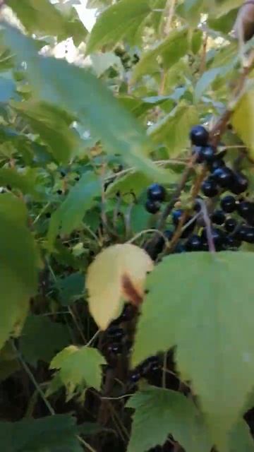 Всегда мечтала вырастить такую смородину, чтобы собирать ведро ягоды с куста! Мечта сбылась!