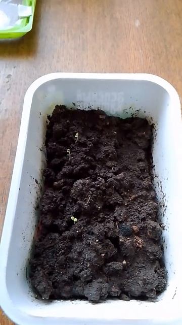 Первые маленькие всходы Эстрагона (тархуна)!!! смотреть онлайн