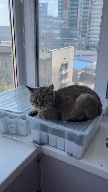 Вытянулись сеянцы. Почему? Причина о которой мы не дог? смотреть онлайн