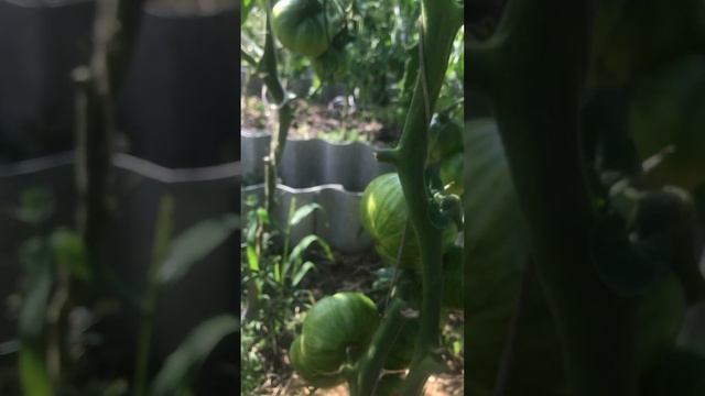 Томат Амурский тигр,начал поспевать. смотреть онлайн