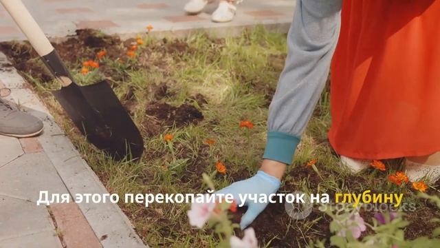 КАК ПОСАДИТЬ АЛЬСТРОМЕРИЮ? смотреть онлайн
