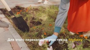 КАК ПОСАДИТЬ АЛЬСТРОМЕРИЮ?