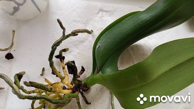 29.12.2024. ПЕРЕСАДКА ОРХИДЕЙ - УЦЕНОК В #plagron !!!🌱🌺👀 смотреть онлайн