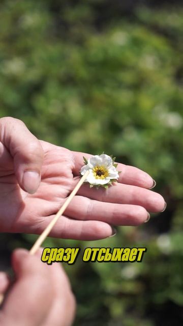 Почему чернеют цветки клубники ? смотреть онлайн