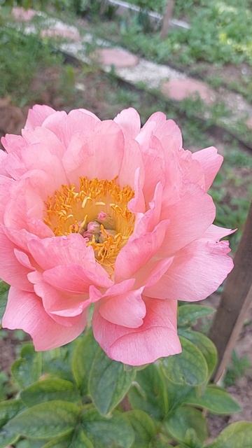 пион Корал Сансет